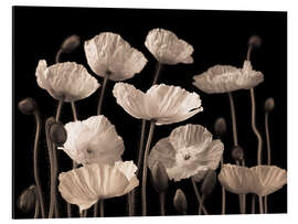 Magnettafel Mohnblumen