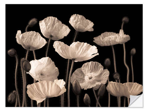 Sticker mural Poppies