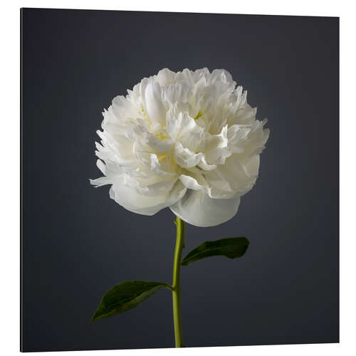 Aluminium print White Peony