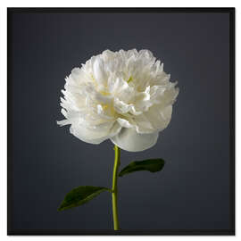 Gerahmter Kunstdruck Weiße Pfingstrose