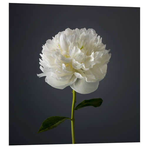 Foam board print White Peony