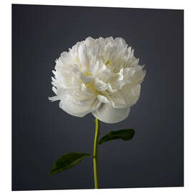 Foam board print White Peony