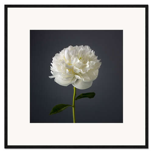 Framed art print White Peony