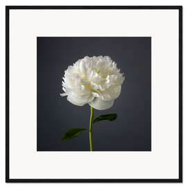 Inramat konsttryck White Peony