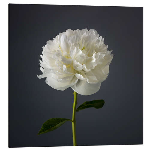 Gallery print White Peony