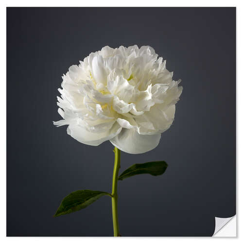 Vinilo para la pared White Peony