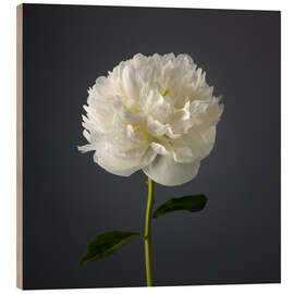 Wood print White Peony