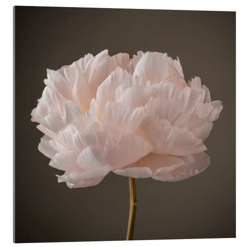 Tableau en verre acrylique Beautiful Peony