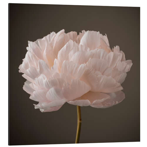 Cuadro de aluminio Beautiful Peony