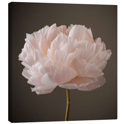 Canvas print Beautiful Peony