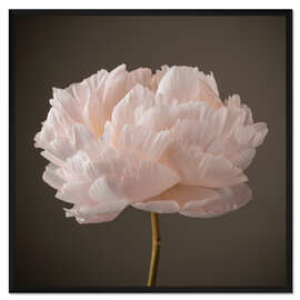 Gerahmter Kunstdruck Schöne Pfingstrose