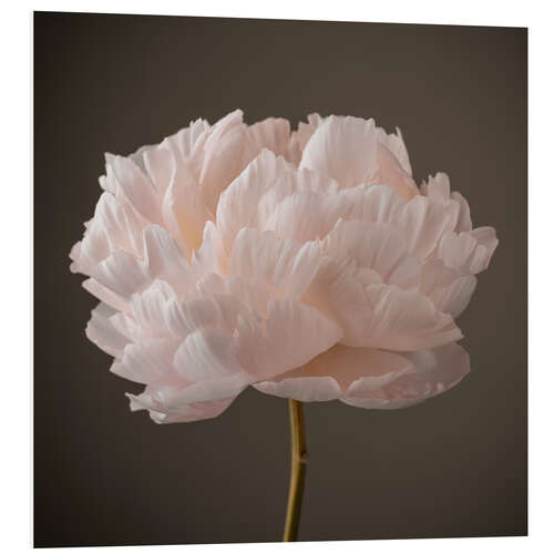 Foam board print Beautiful Peony