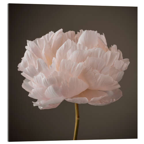 Gallery print Beautiful Peony