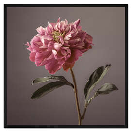 Gerahmter Kunstdruck Pfingstrose