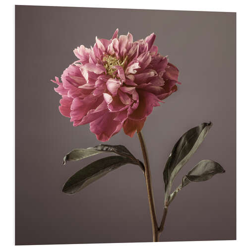 Foam board print Peony Flower