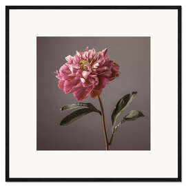Ingelijste kunstdruk Peony Flower