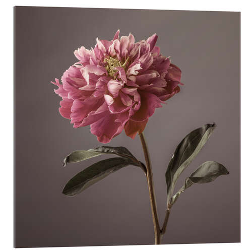 Gallery print Peony Flower