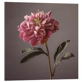 Gallery print Peony Flower