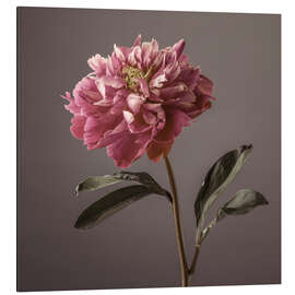 Magnettafel Pfingstrose