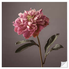 Wall sticker Peony Flower