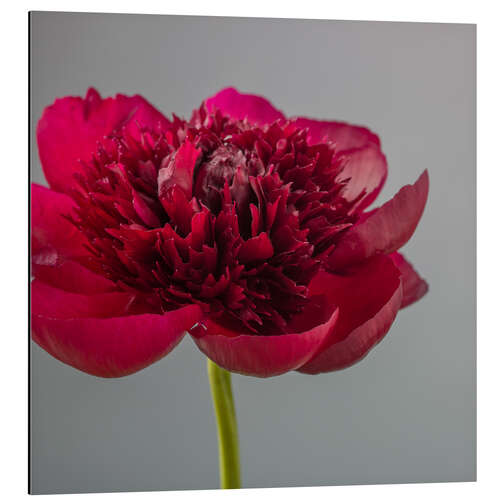 Aluminium print Red Peony