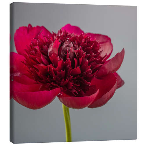 Canvas print Red Peony