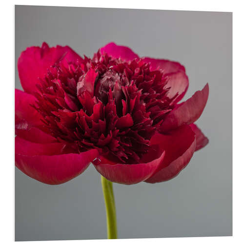 Foam board print Red Peony