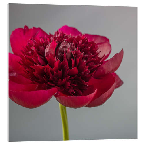 Gallery print Red Peony