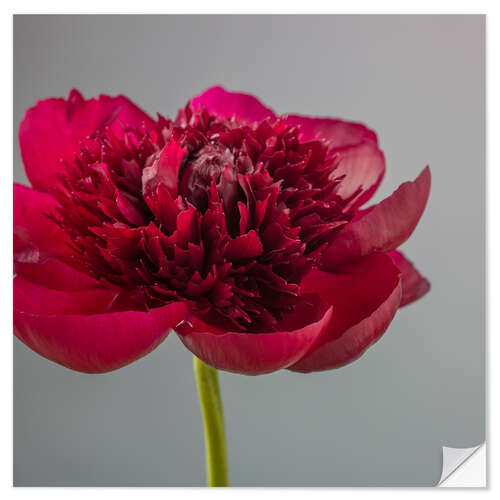 Wall sticker Red Peony