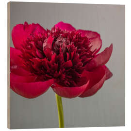 Tableau en bois Red Peony