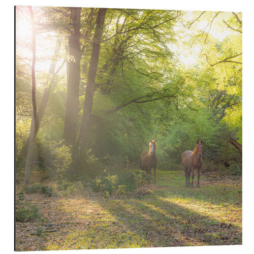 Tableau en aluminium Horses in Wild