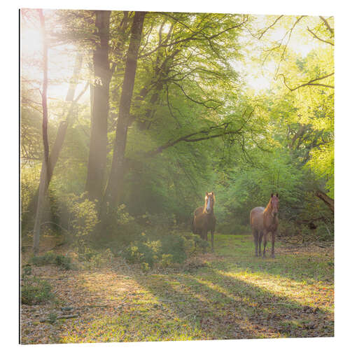 Gallery print Horses in Wild