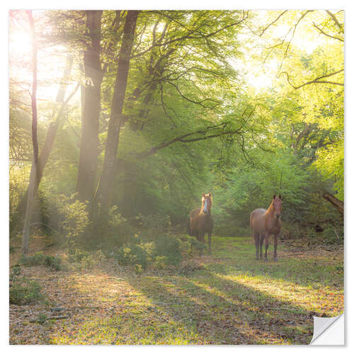 Naklejka na ścianę Horses in Wild