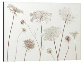 Tableau en aluminium Cow Parsley