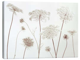 Canvas print Cow Parsley