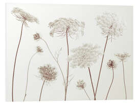 Foam board print Cow Parsley