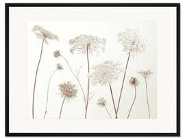Gerahmter Kunstdruck Wiesen-Kerbel