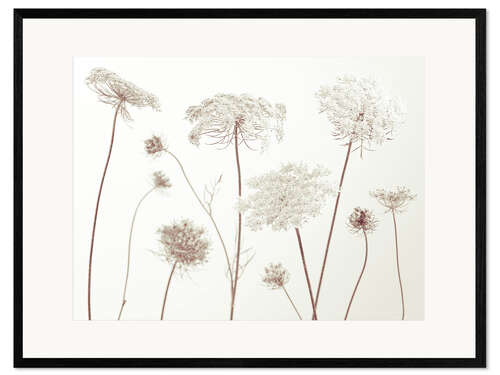 Kunsttryk i ramme Cow Parsley