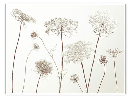 Poster Cow Parsley