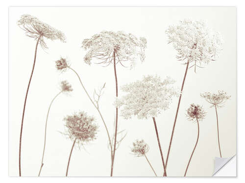 Wall sticker Cow Parsley