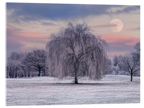 Acrylic print Snowy Tree