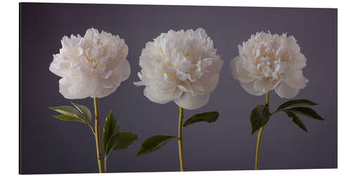 Aluminium print Beautiful Peonies