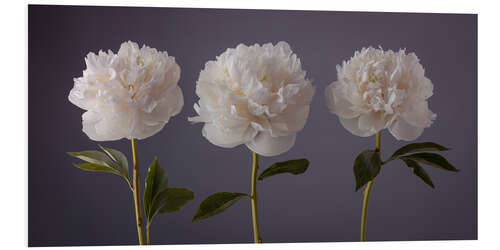 Foam board print Beautiful Peonies