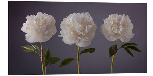 Tableau en plexi-alu Beautiful Peonies