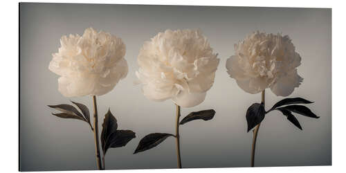 Aluminium print Three white Peonies