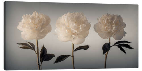 Tableau sur toile Three white Peonies