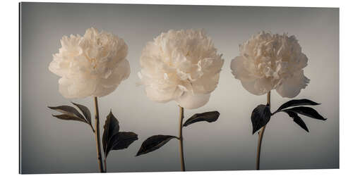 Galleriprint Three white Peonies