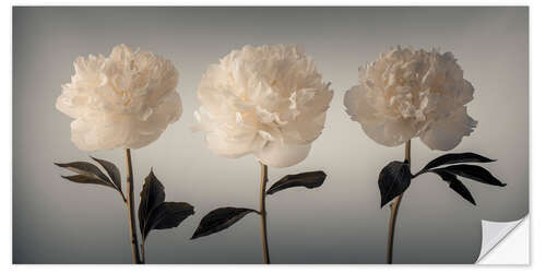 Autocolante decorativo Three white Peonies