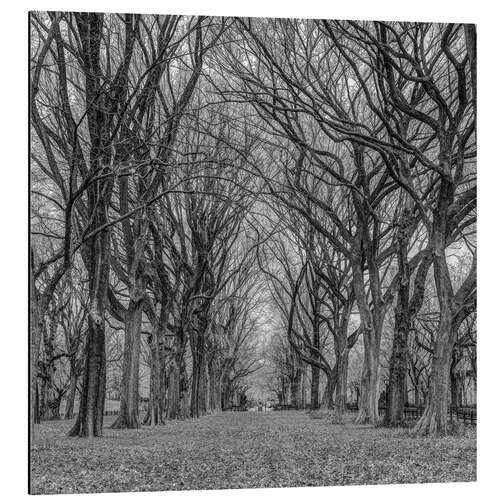 Tableau en aluminium Avenue in the park