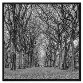 Gerahmter Kunstdruck Allee im Park